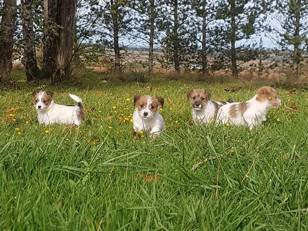 Pension Canine Élevage Des Terres Plaines - Yonne pet otel görseli 3