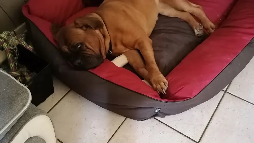 Pension canine LOVERS DOGS - Yonne pet otel görseli 2