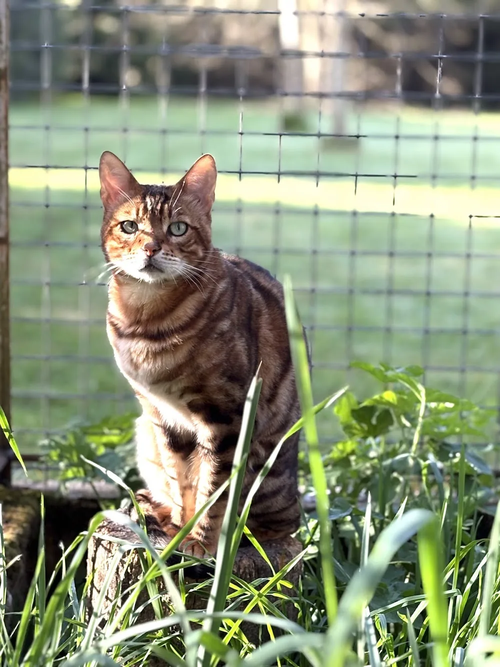 Pension chiens et chats Charton Gérard Et Laure SAS - Yonne pet otel görseli 3