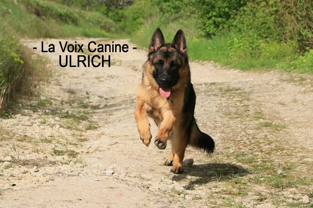 Pension pour chiens de Massangis - Yonne pet otel görseli 2