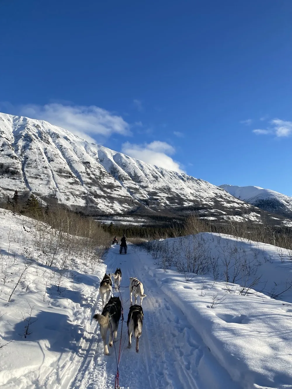 Boreal Kennels Dog Sledding & Snowmobile Adventures - Yukon pet otel görseli 3