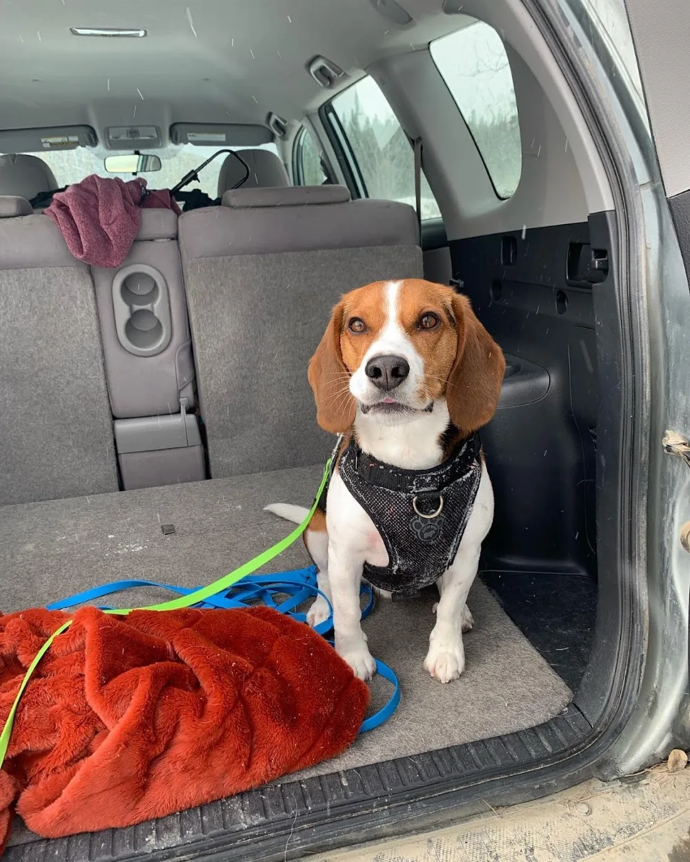 North of 60° Pet Service - Yukon pet otel