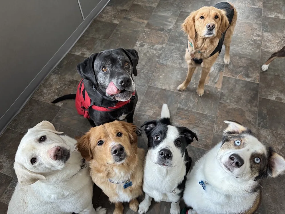 Sparkles and Lint Doggy Daycare - Yukon pet otel görseli 2