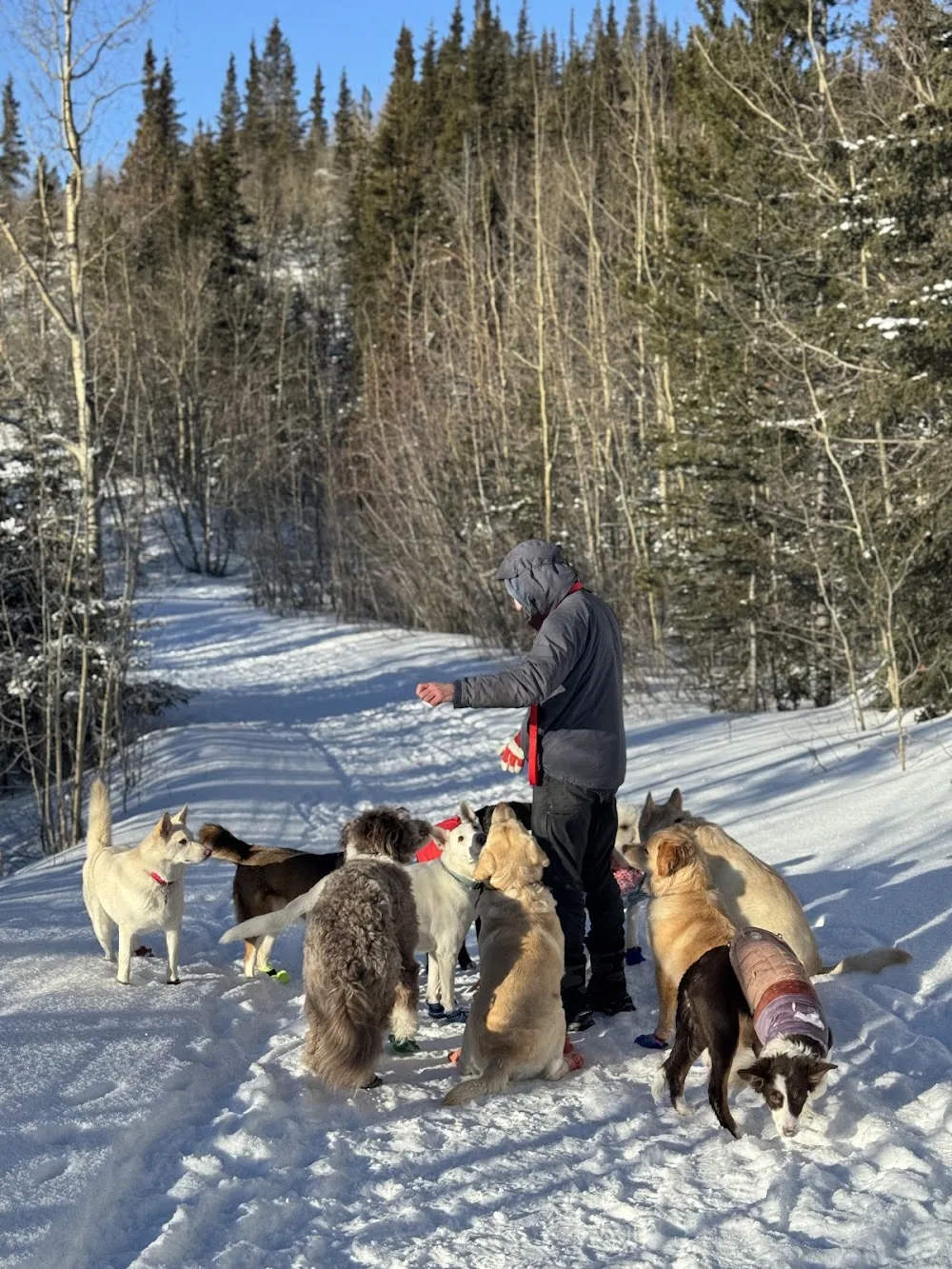 Sparkles and Lint Doggy Daycare - Yukon pet otel görseli 3