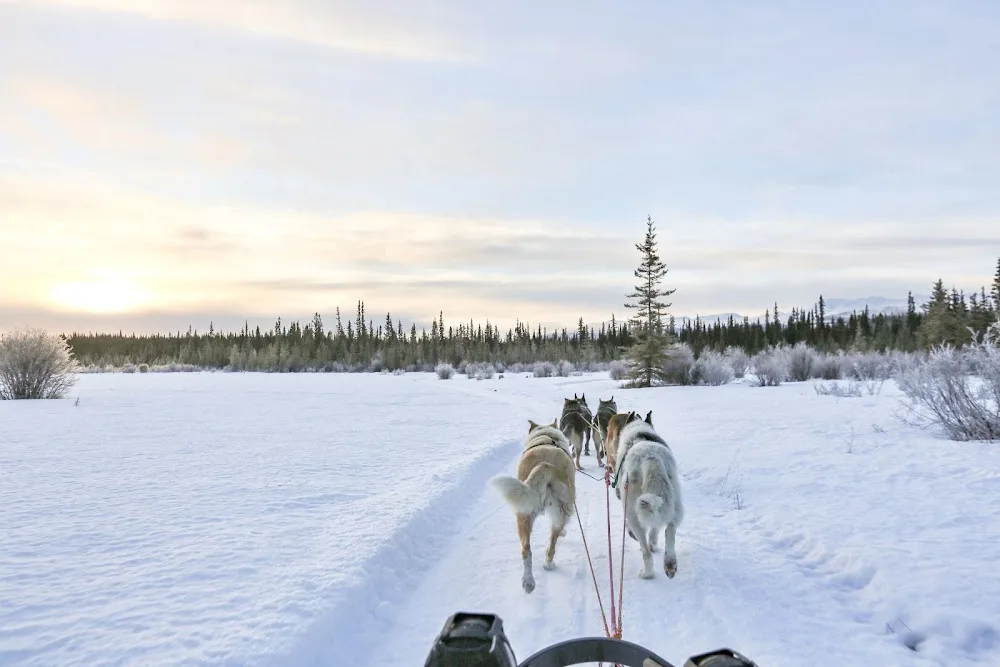 StinkyPup Kennel Dogsledding Adventures & Tours - Yukon pet otel görseli 2