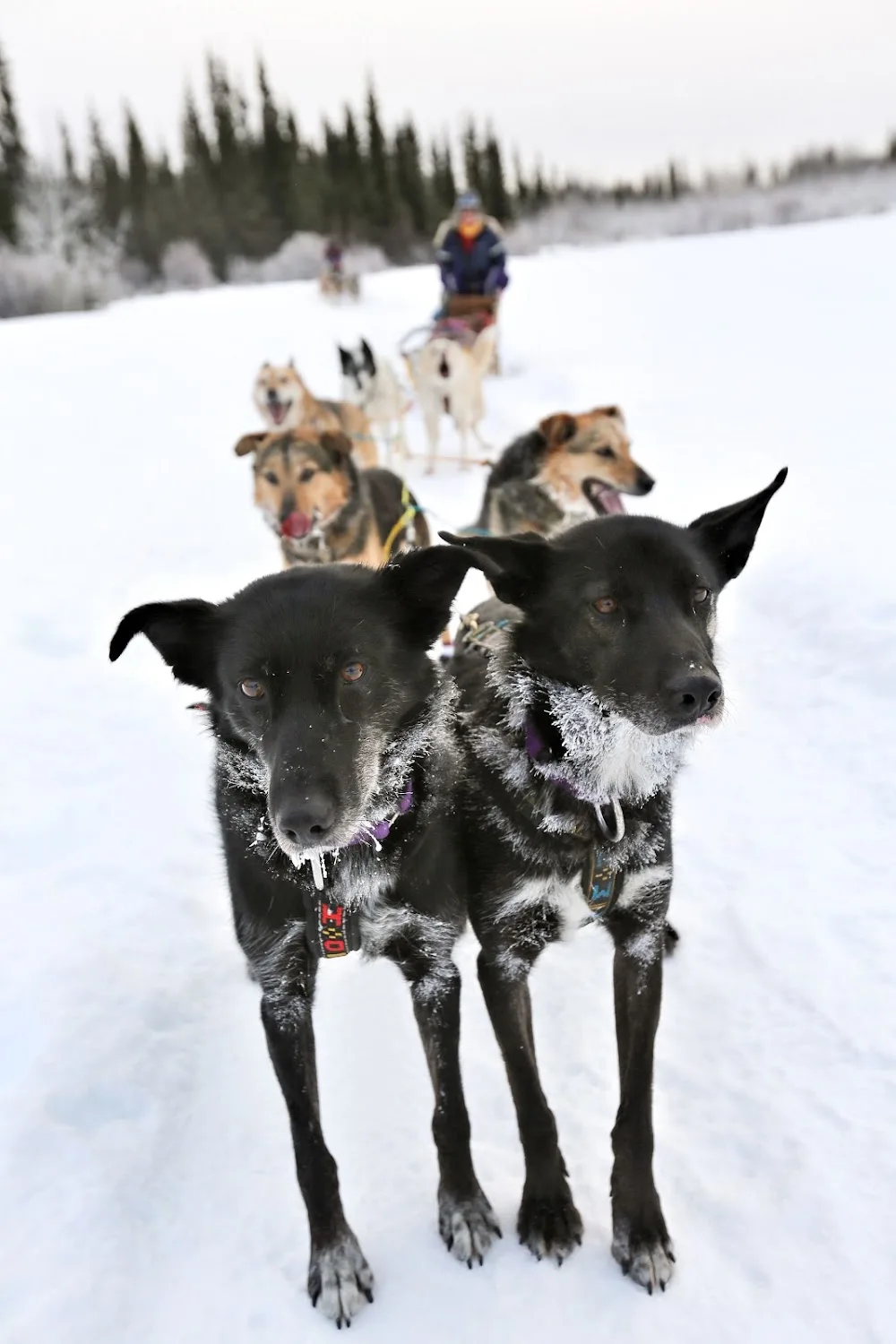 StinkyPup Kennel Dogsledding Adventures & Tours - Yukon pet otel görseli 3