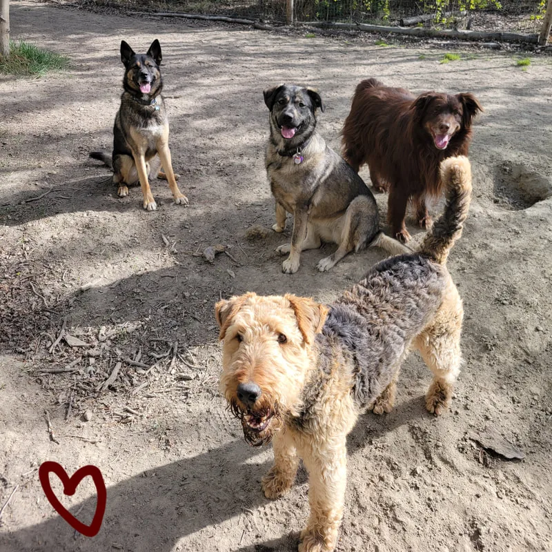 Tails and Trails Dog Hotel - Yukon pet otel
