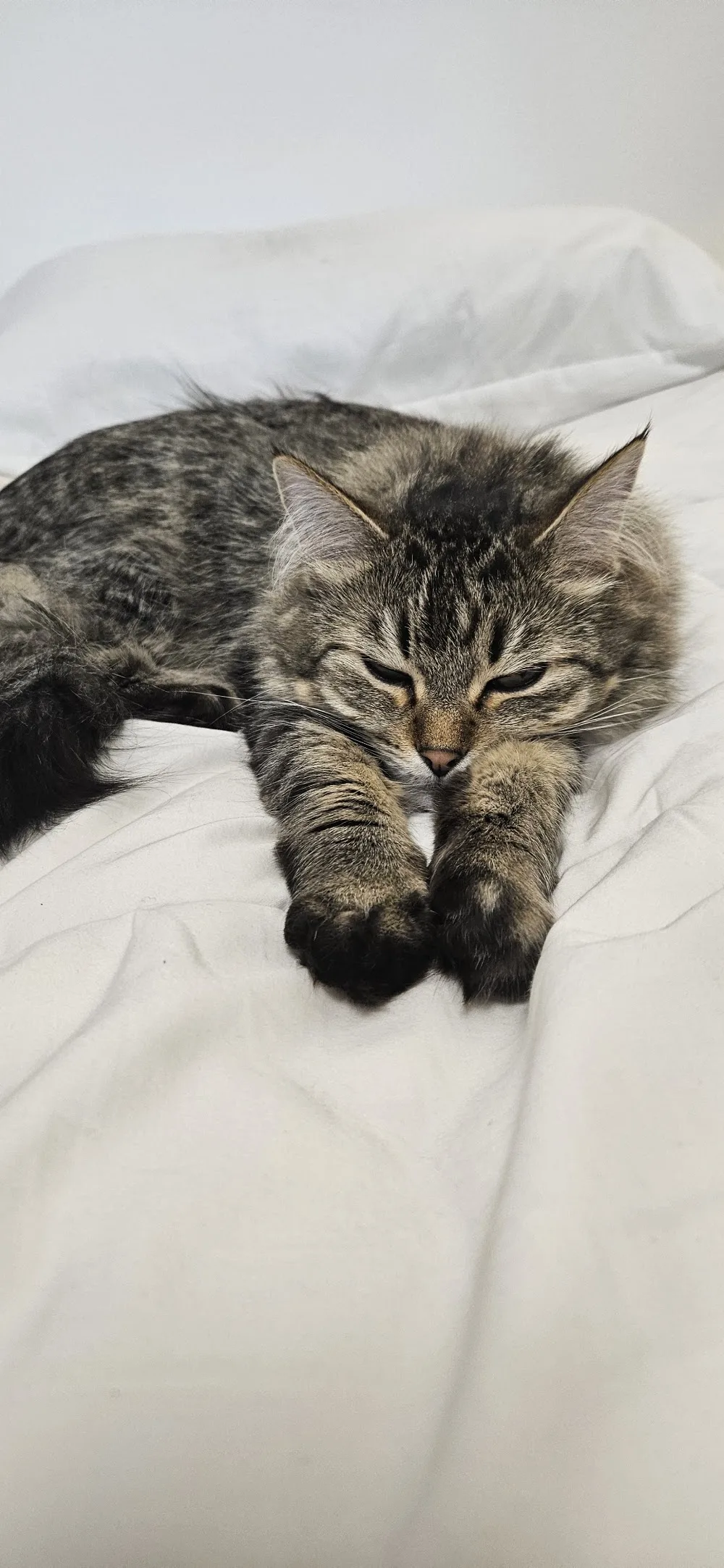 The Catcierge - Cat sitting in Whitehorse, Yukon. - Yukon pet otel görseli 2