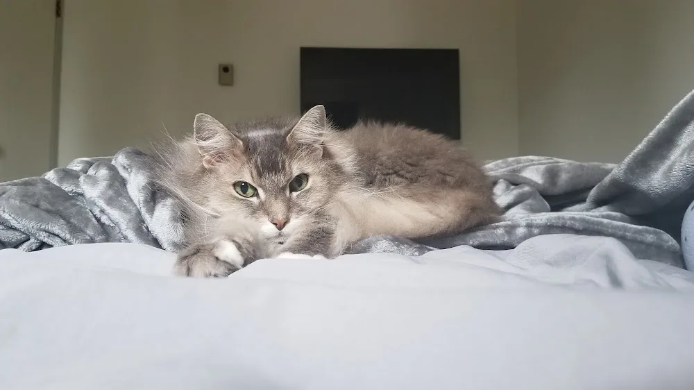 The Catcierge - Cat sitting in Whitehorse, Yukon. - Yukon pet otel görseli 3