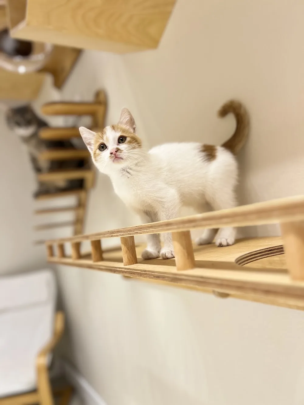 Yumi Kedi Oteli - Istanbul pet otel görseli 6