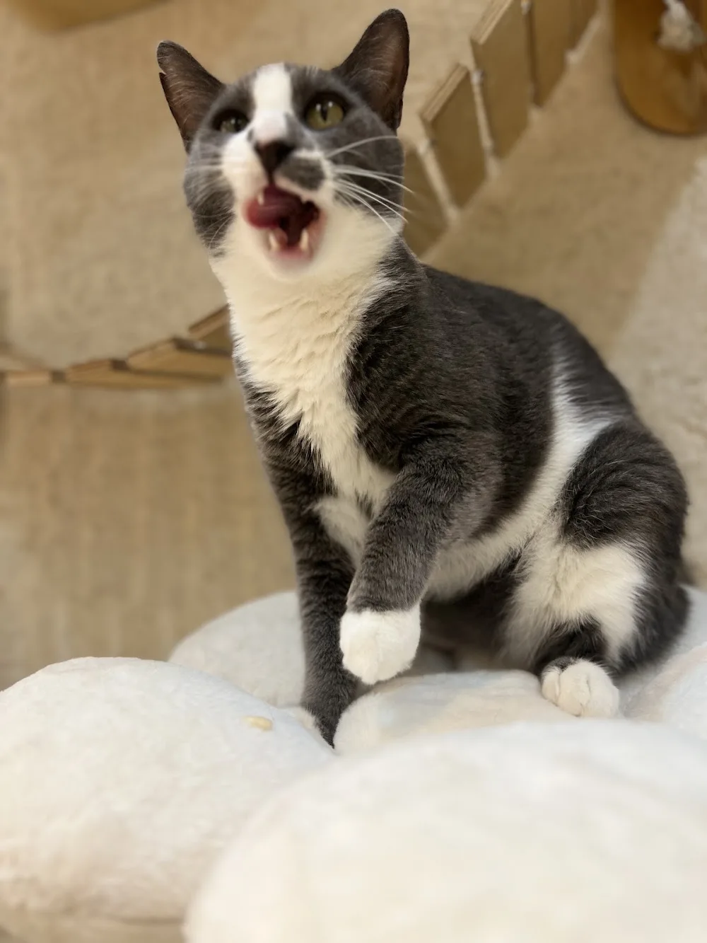 Yumi Kedi Oteli - Istanbul pet otel görseli 7