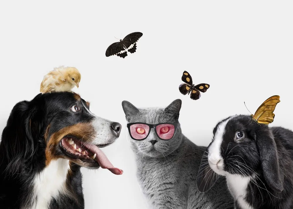 ANA-BELA PETSITTER, VISITES, PROMENADES ET PENSION ANIMAUX - Yvelines pet otel görseli 2