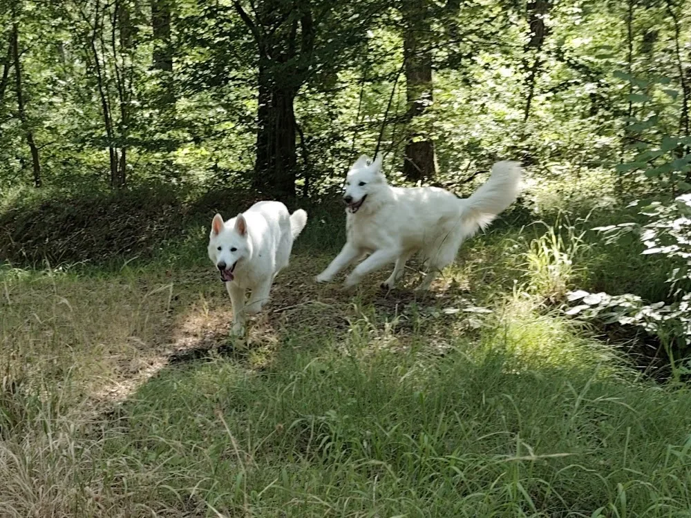 Ani'Maud - Yvelines pet otel görseli 2