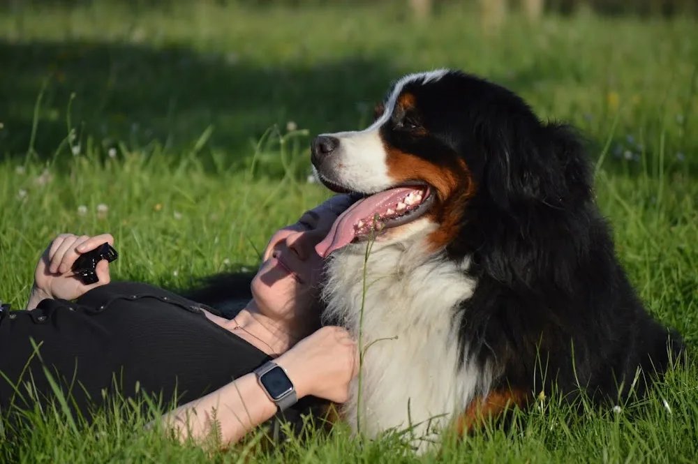 Comme à la maison - Dog sitter - Yvelines pet otel