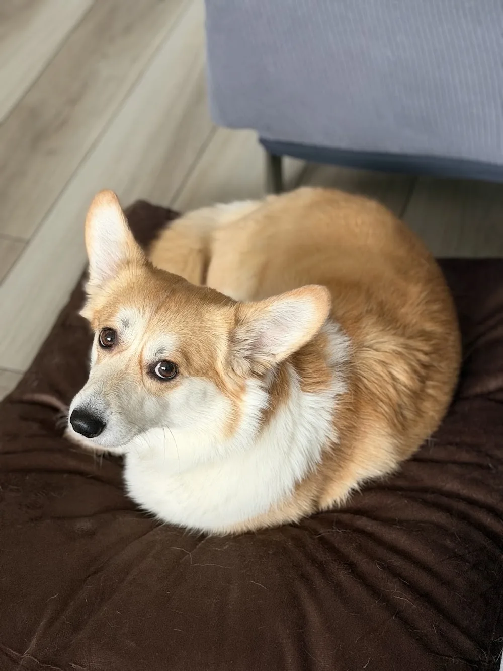 Hugo et Compagnie - Petsitter - Yvelines pet otel