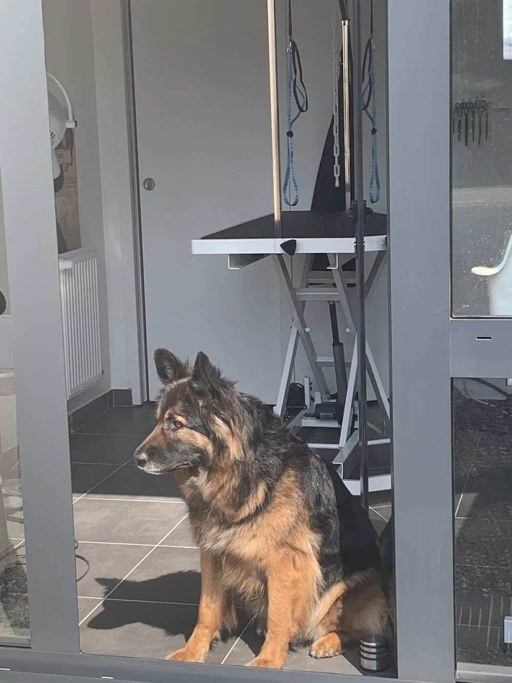 Jaden - Toilettage Chien et Pension pour Chat - Yvelines pet otel