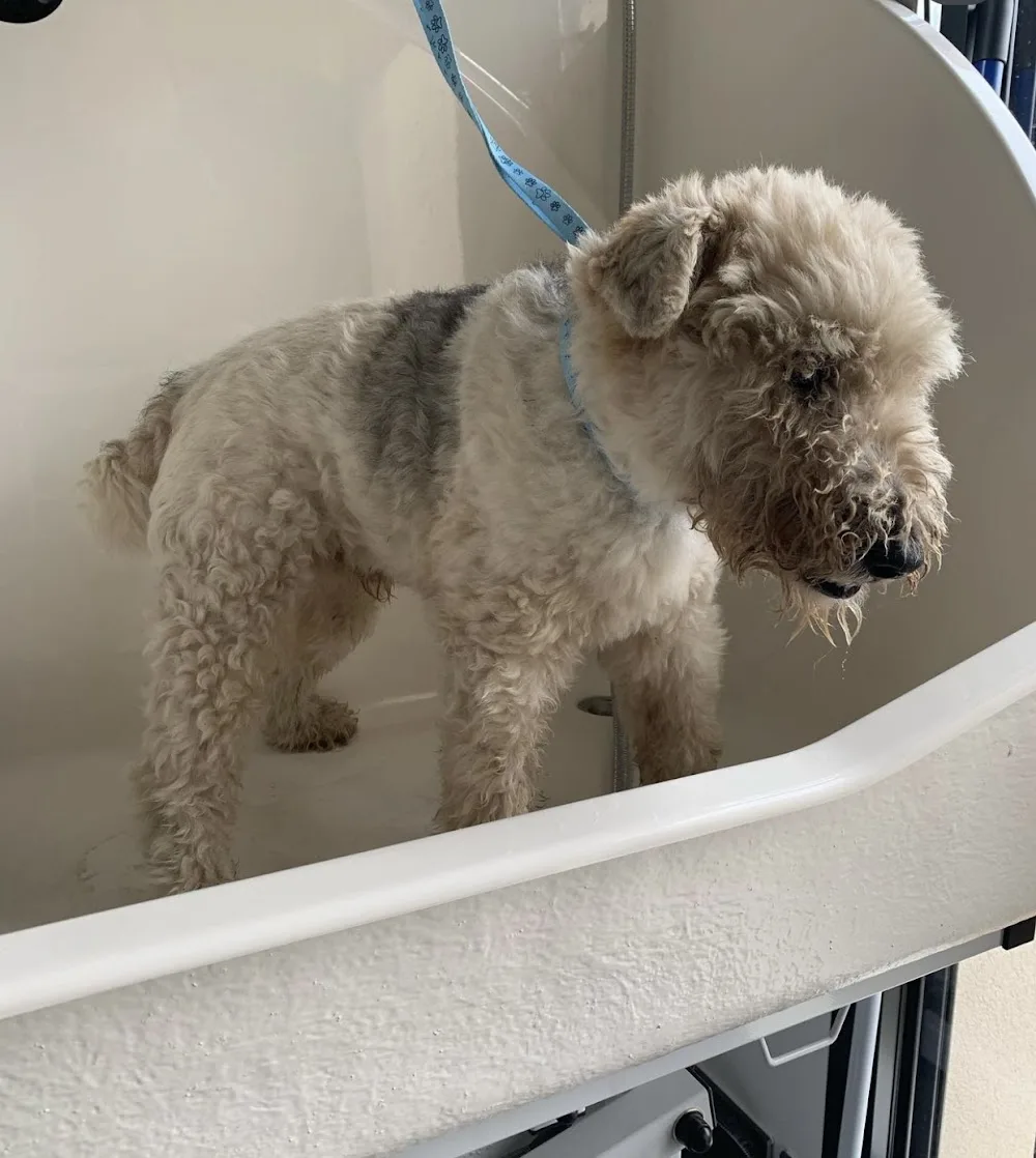Jaden - Toilettage Chien et Pension pour Chat - Yvelines pet otel görseli 3