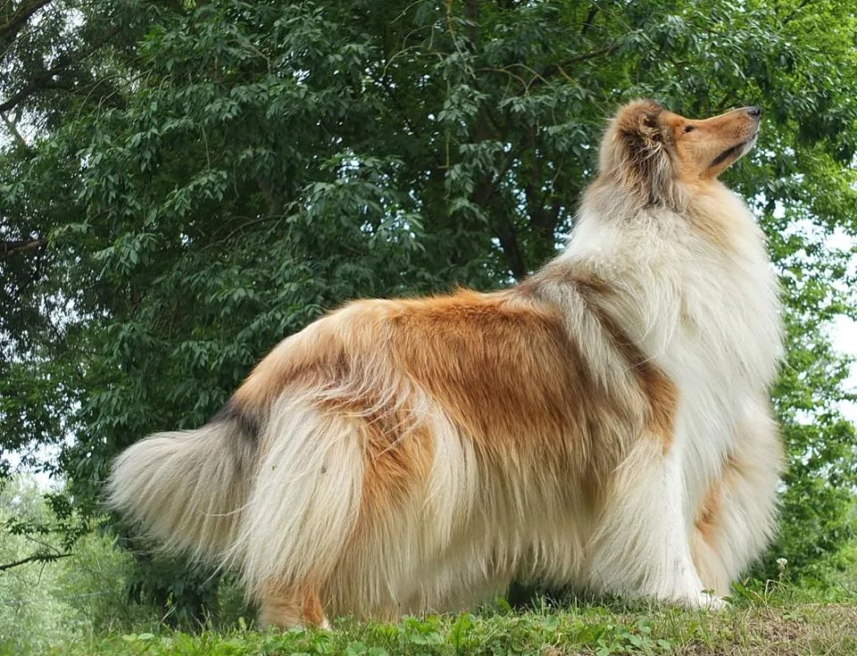 Source Of Beauty Rough Collie Kennel - Zala County pet otel