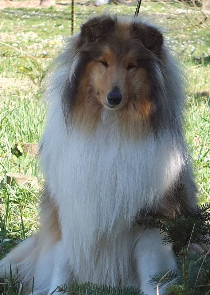 Source Of Beauty Rough Collie Kennel - Zala County pet otel görseli 3