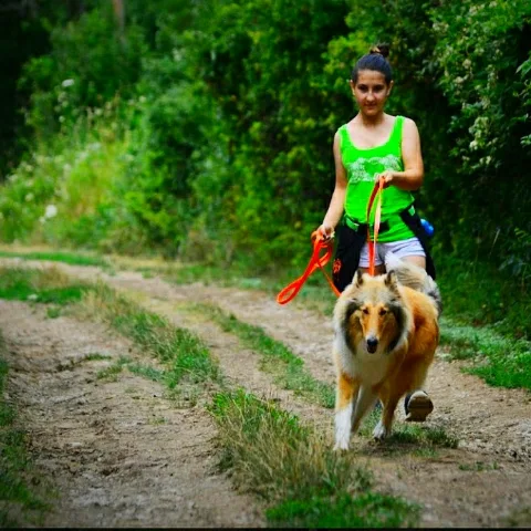 Source Of Beauty Rough Collie Kennel - Zala County pet otel görseli 5