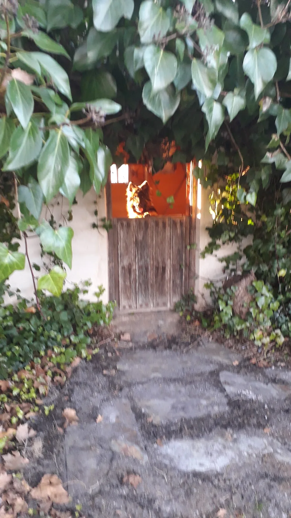 Residencia Canina Sotocampana - Zamora pet otel