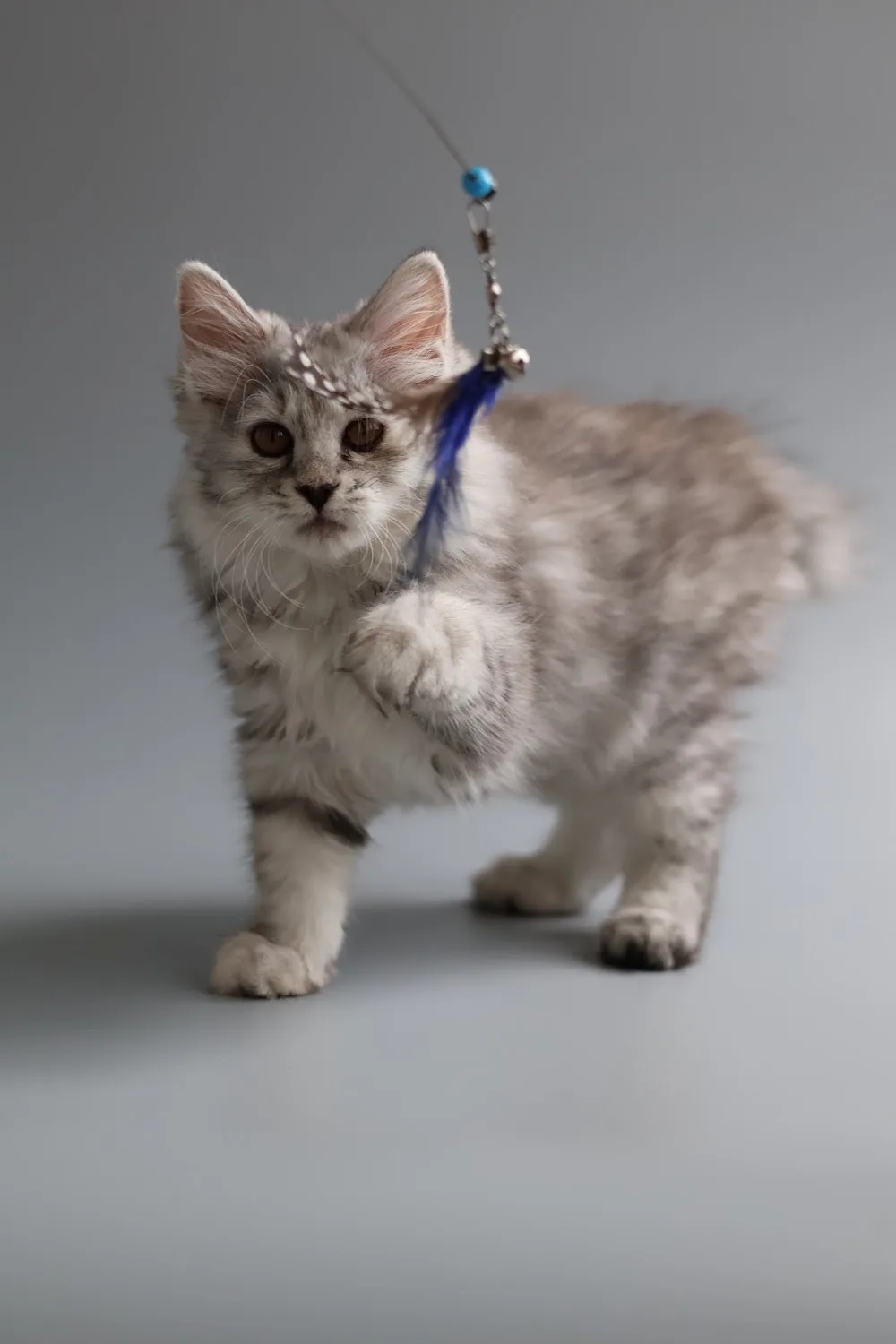 Питомник Курильских Бобтейлов Wild Silver Tail. Kurilian Bobtail Cattery - Zaporizka pet otel