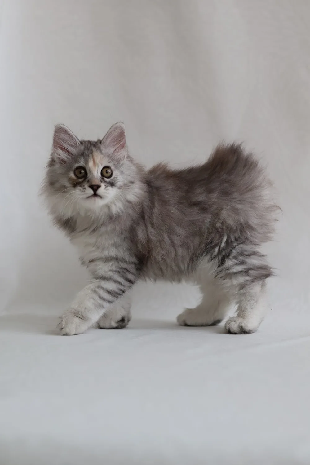 Питомник Курильских Бобтейлов Wild Silver Tail. Kurilian Bobtail Cattery - Zaporizka pet otel görseli 3