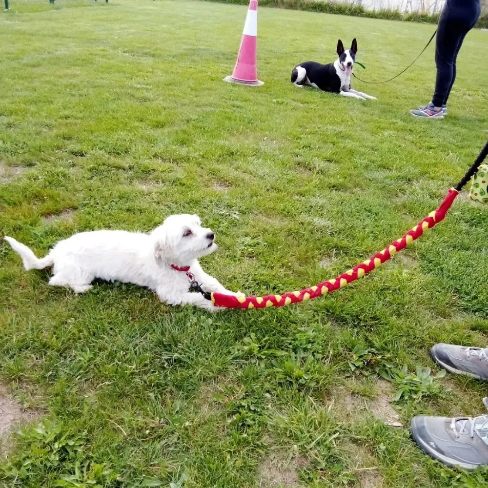 Centro Canino Sa Roca - Guardería Canina - Zaragoza pet otel