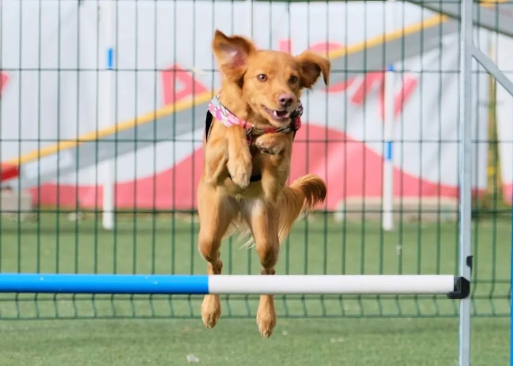 Centro Canino Sa Roca - Guardería Canina - Zaragoza pet otel görseli 3