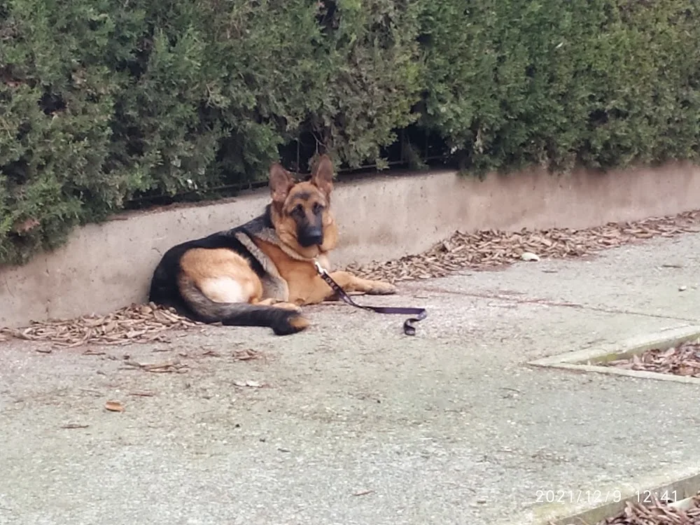 Centro Canino Usurbe - Zaragoza pet otel