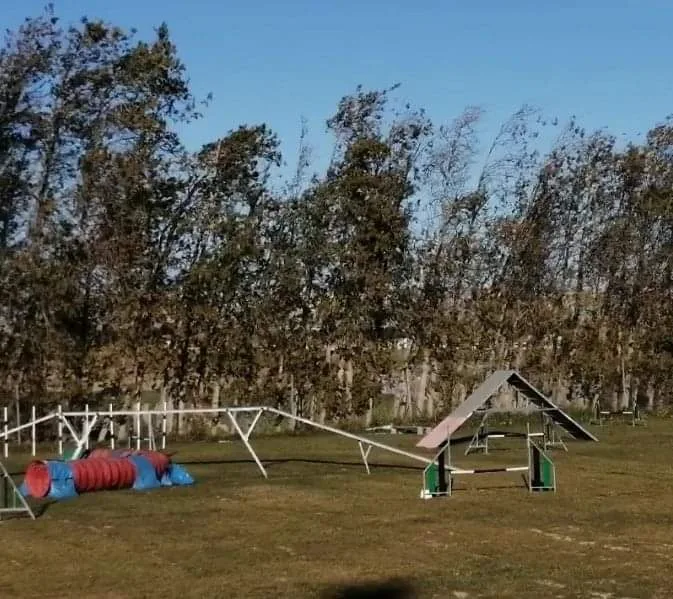 Dididog - Guardería Canina - Zaragoza pet otel