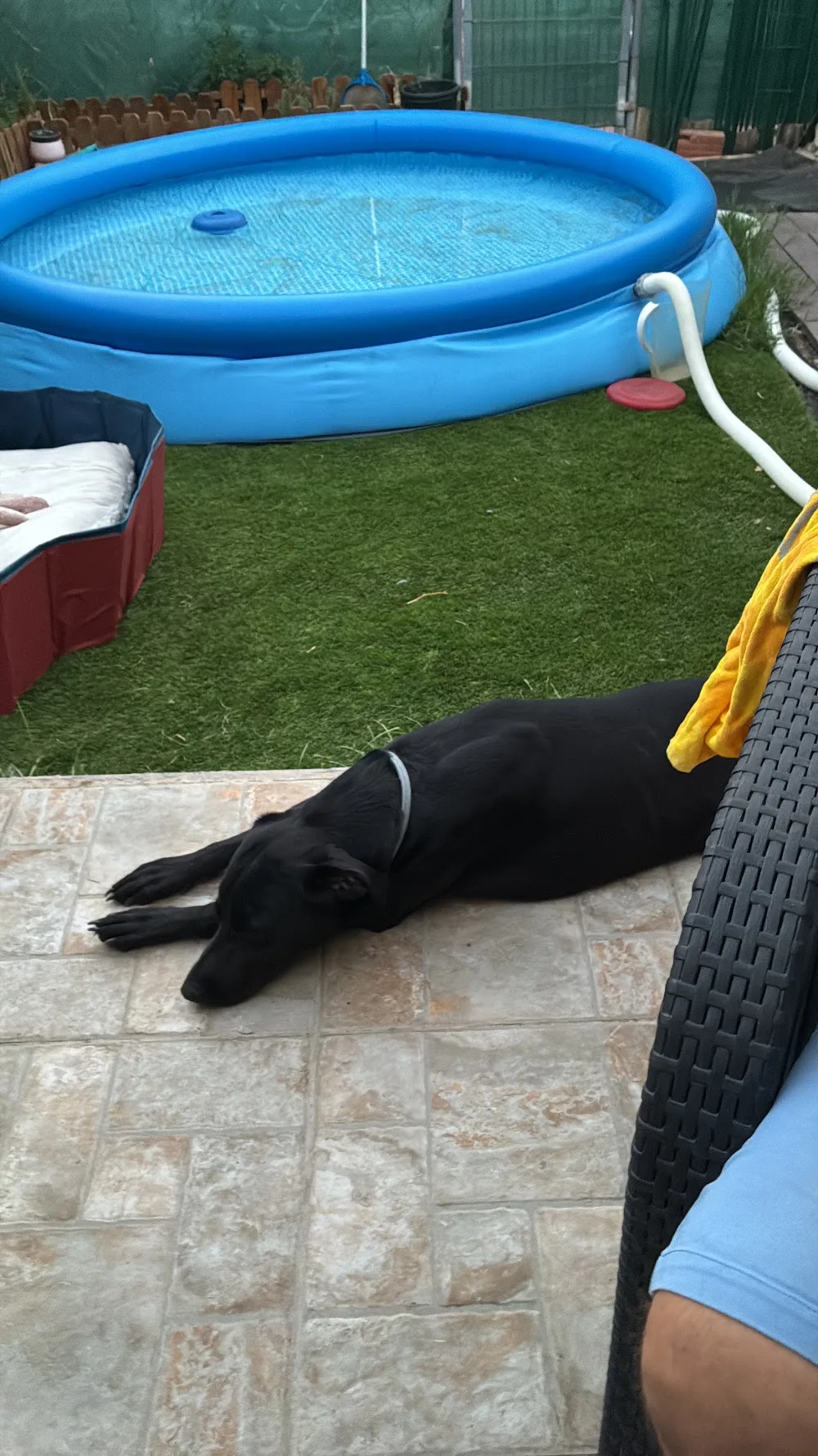 Guarderia Canina Residencia Pinseque - Zaragoza pet otel görseli 3