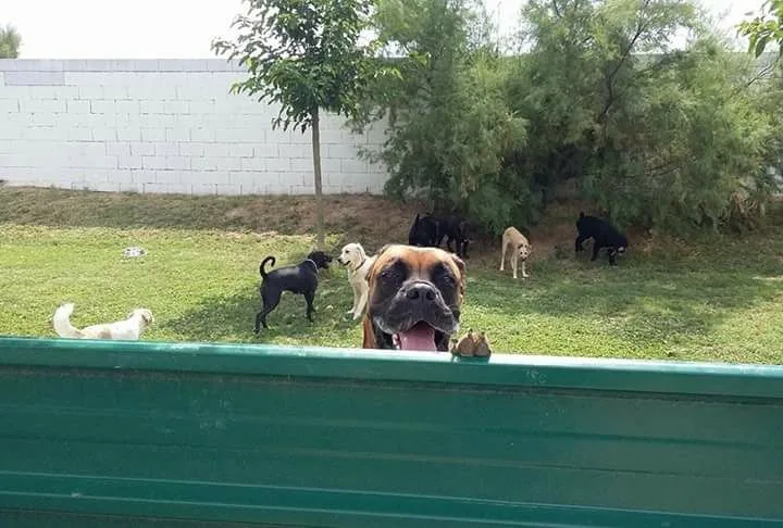 Residencia Canina Happy Dogs - Zaragoza pet otel