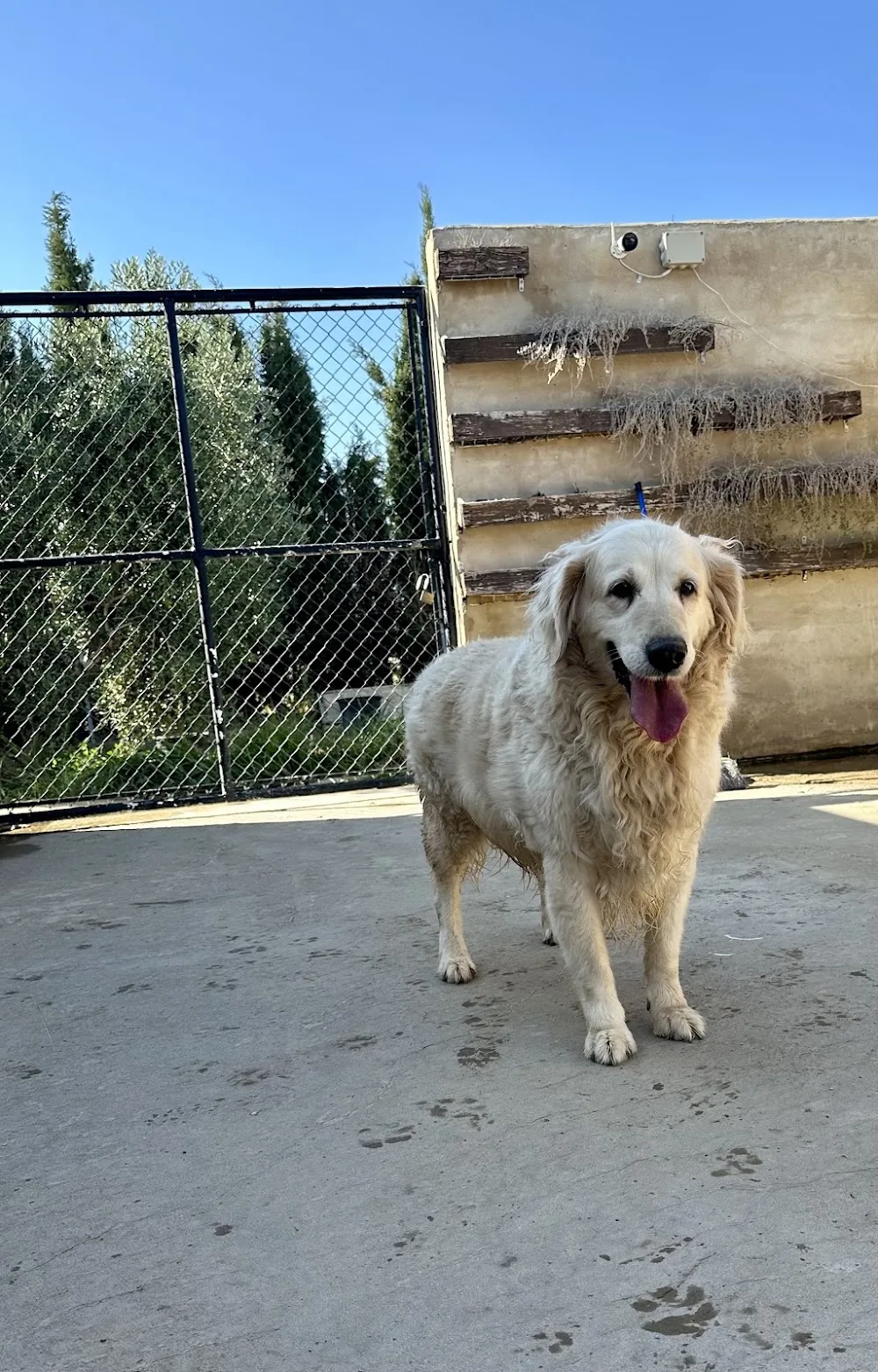 Residencia mascotas Alaguau - Zaragoza pet otel görseli 3