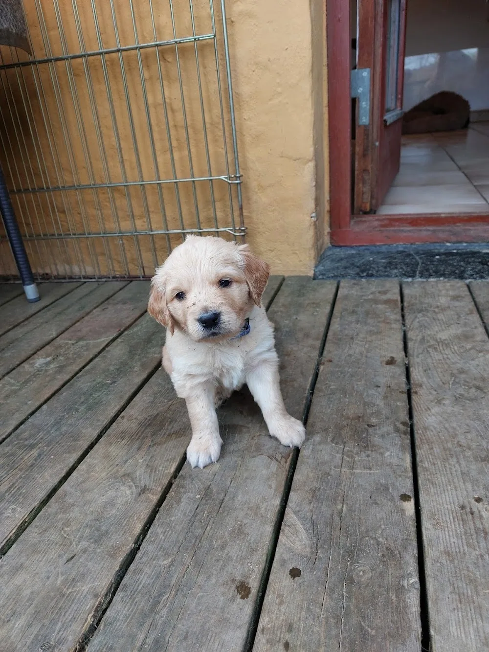 Hansen Lillian - Zealand pet otel görseli 3