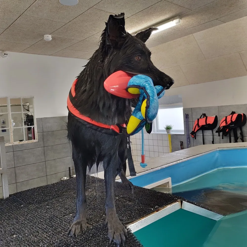 Hjortemosegaards Hundesvøm og Pension - Hundesvømmehal - Zealand pet otel görseli 3