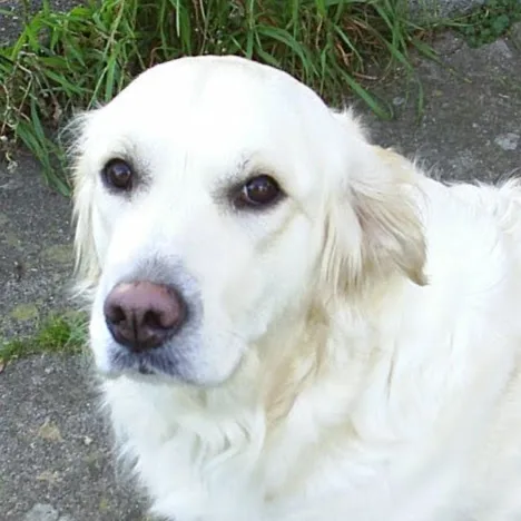 Hjortemosegaards Hundesvøm og Pension - Hundesvømmehal - Zealand pet otel görseli 4