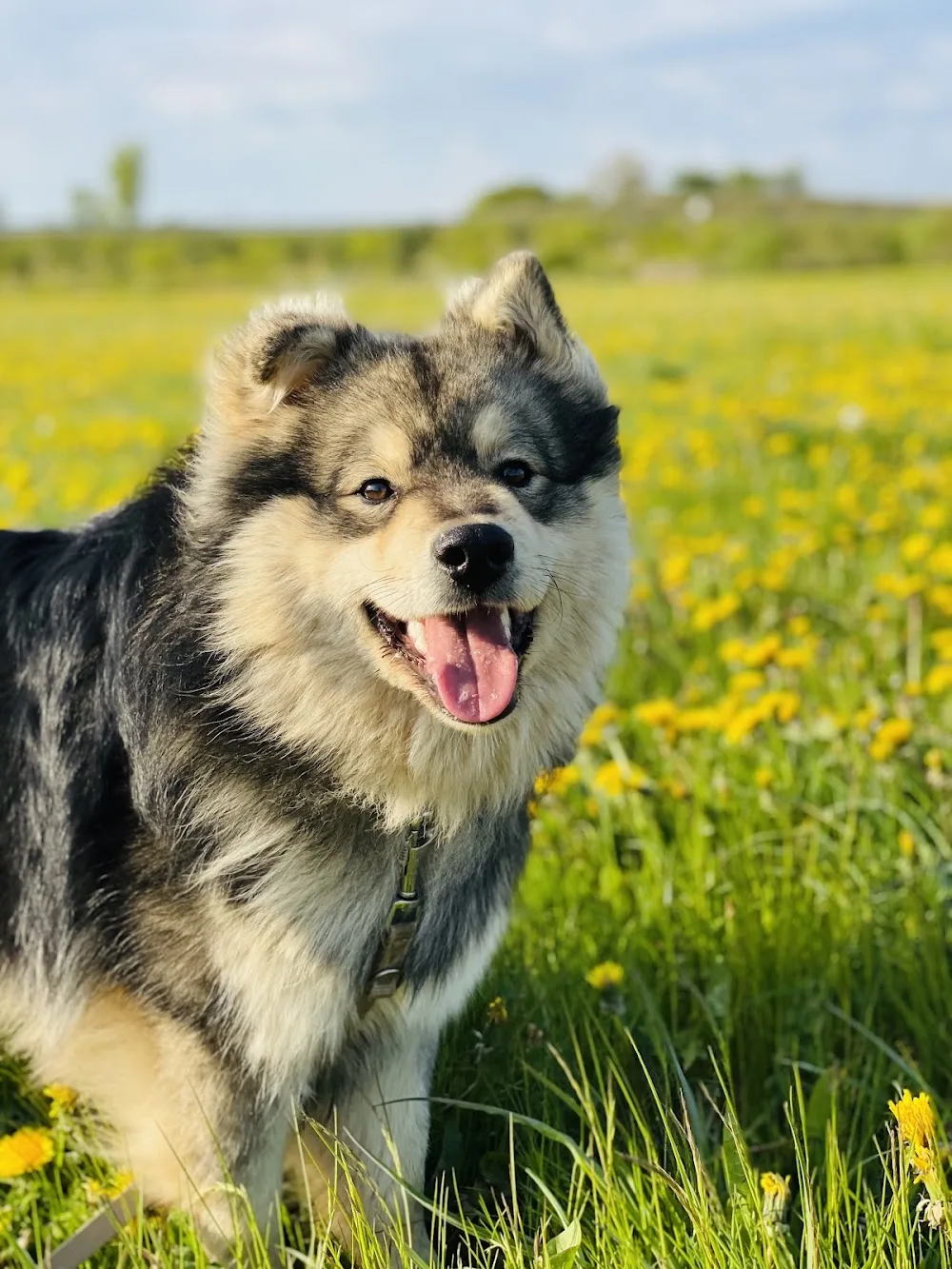Kennel Aulis Enkeli - Zealand pet otel