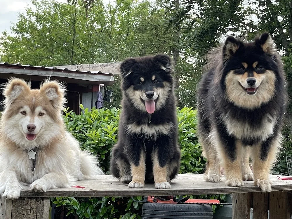 Kennel Aulis Enkeli - Zealand pet otel görseli 3