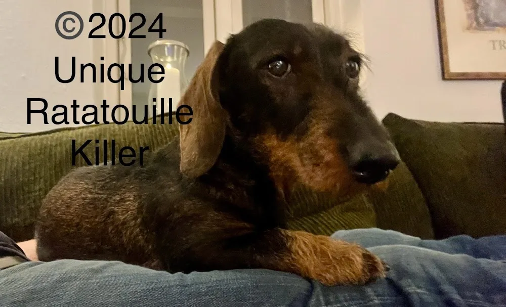 Kennel Drevets - opdræt af ruhårede gravhunde - Zealand pet otel
