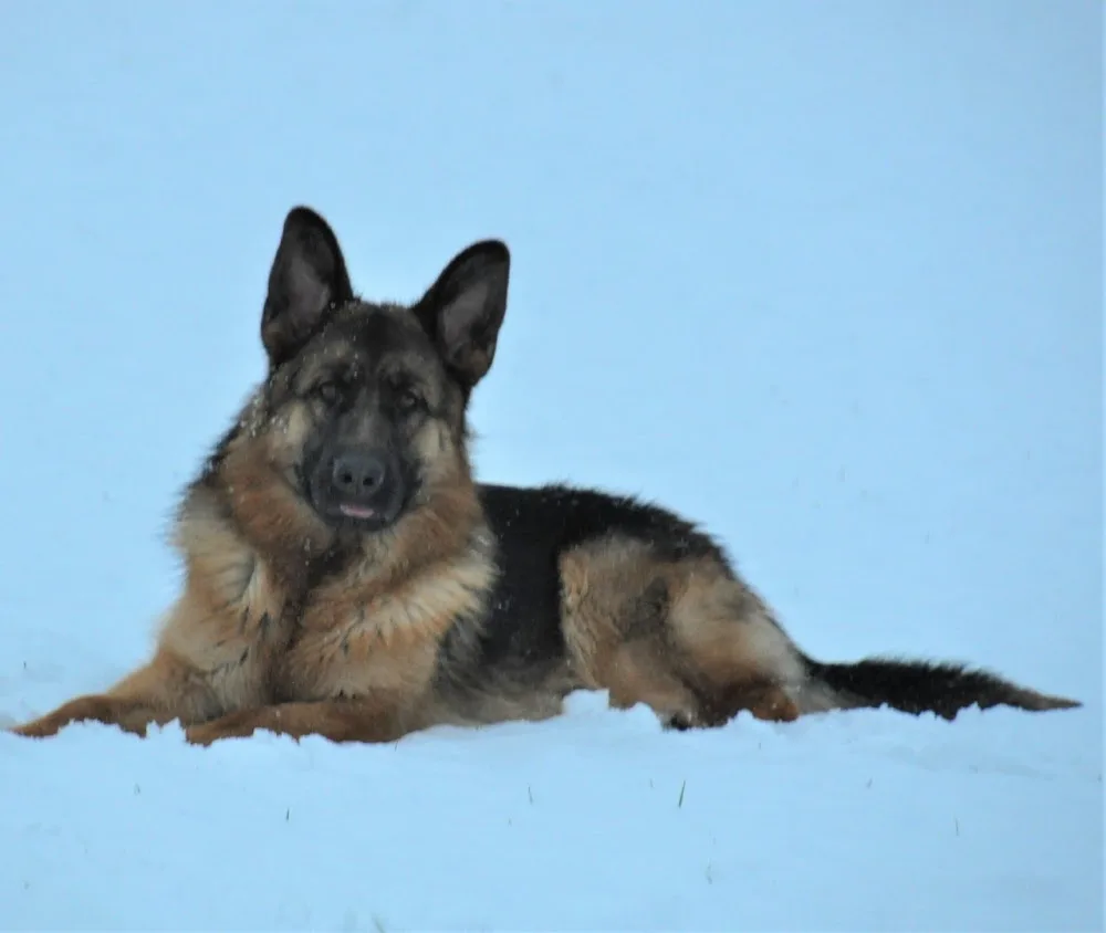 Kennel Team Jomere - Zealand pet otel