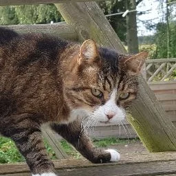 Klosterskovgaard Isheste - Zealand pet otel görseli 4