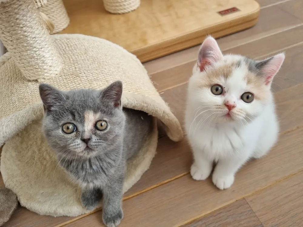 Cattery Montecatini - Zeeland pet otel görseli 3