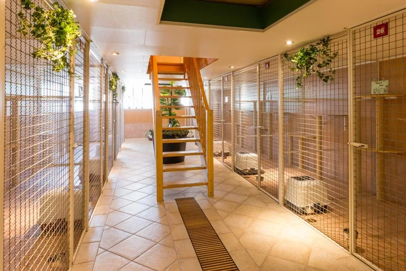 Dierenhotel Disorojo - Zeeland pet otel