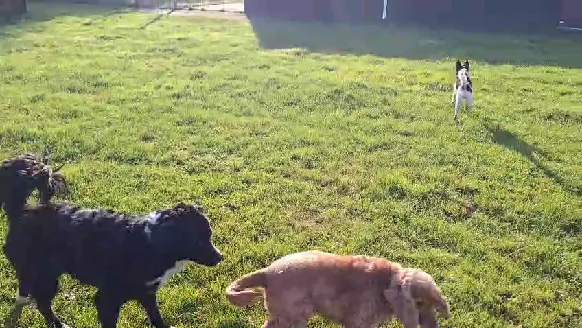 Hondenresort De Kamperhoeve🐕 - Zeeland pet otel