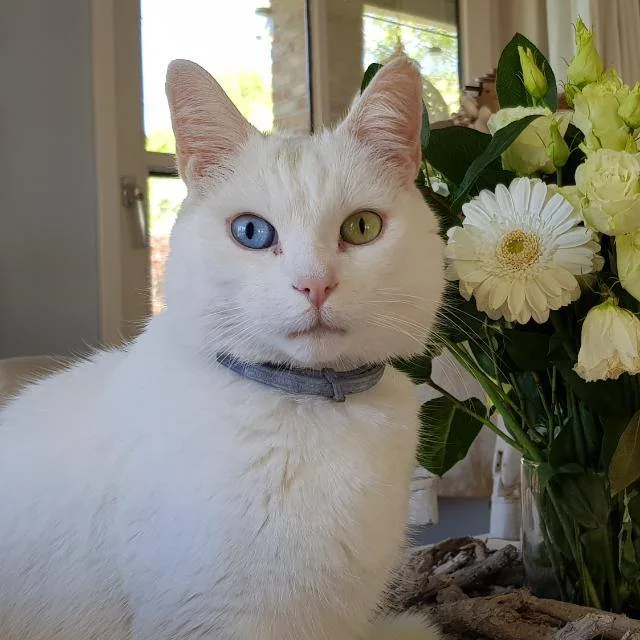 Kattenhotel "De Poesada" - Zeeland pet otel görseli 3