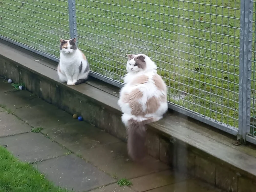 Kattenpension Vrouwenpolder - Zeeland pet otel