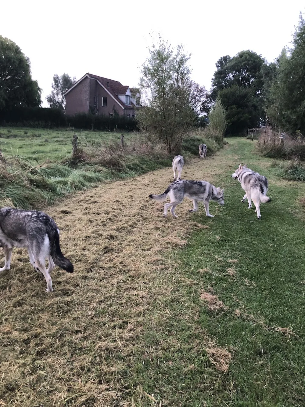 Kennel van de Staats- Spaanse LInie - Zeeland pet otel