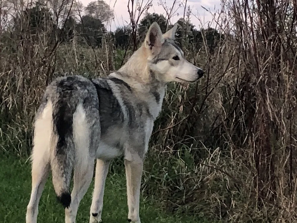 Kennel van de Staats- Spaanse LInie - Zeeland pet otel görseli 3