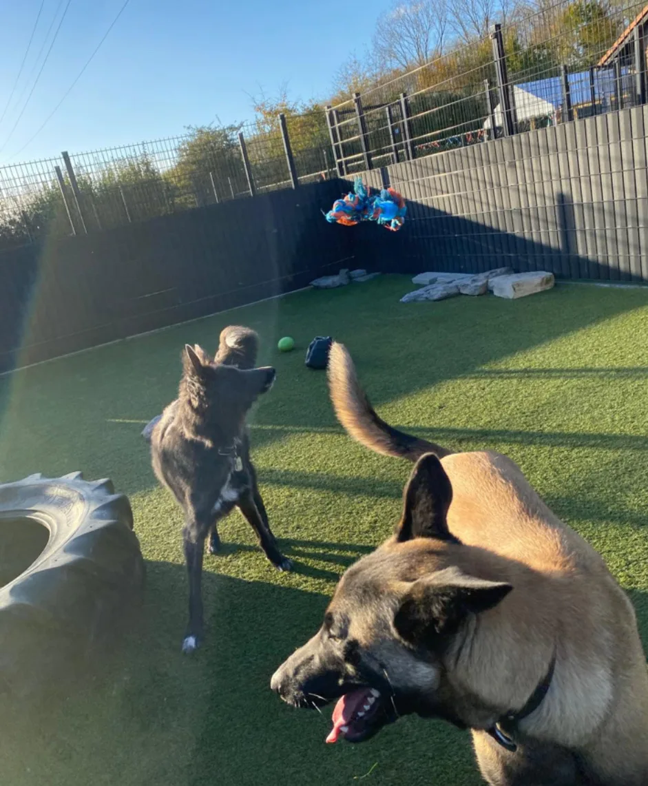 Kennel van de Viersenhoeve - Zeeland pet otel